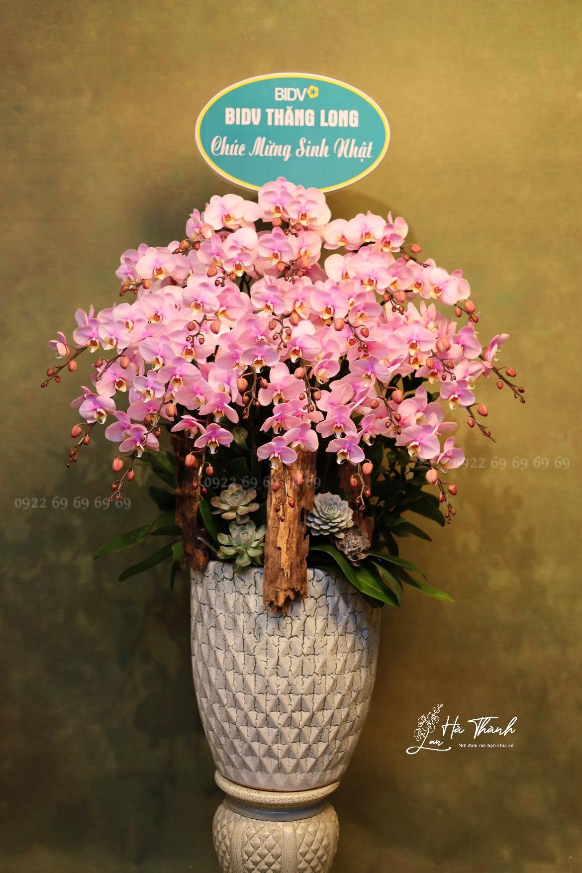 Chậu Lan Hồ Điệp Hồng Tinh Tế Mang Vẻ Đẹp Nhẹ Nhàng